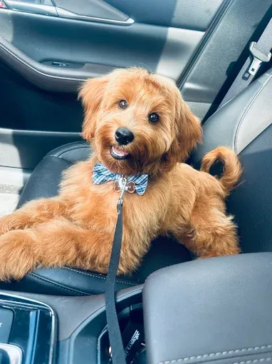 Dog