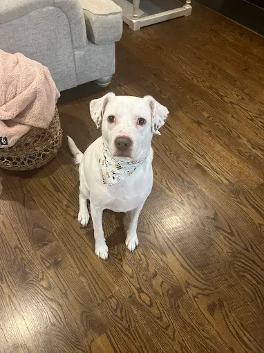 Dog