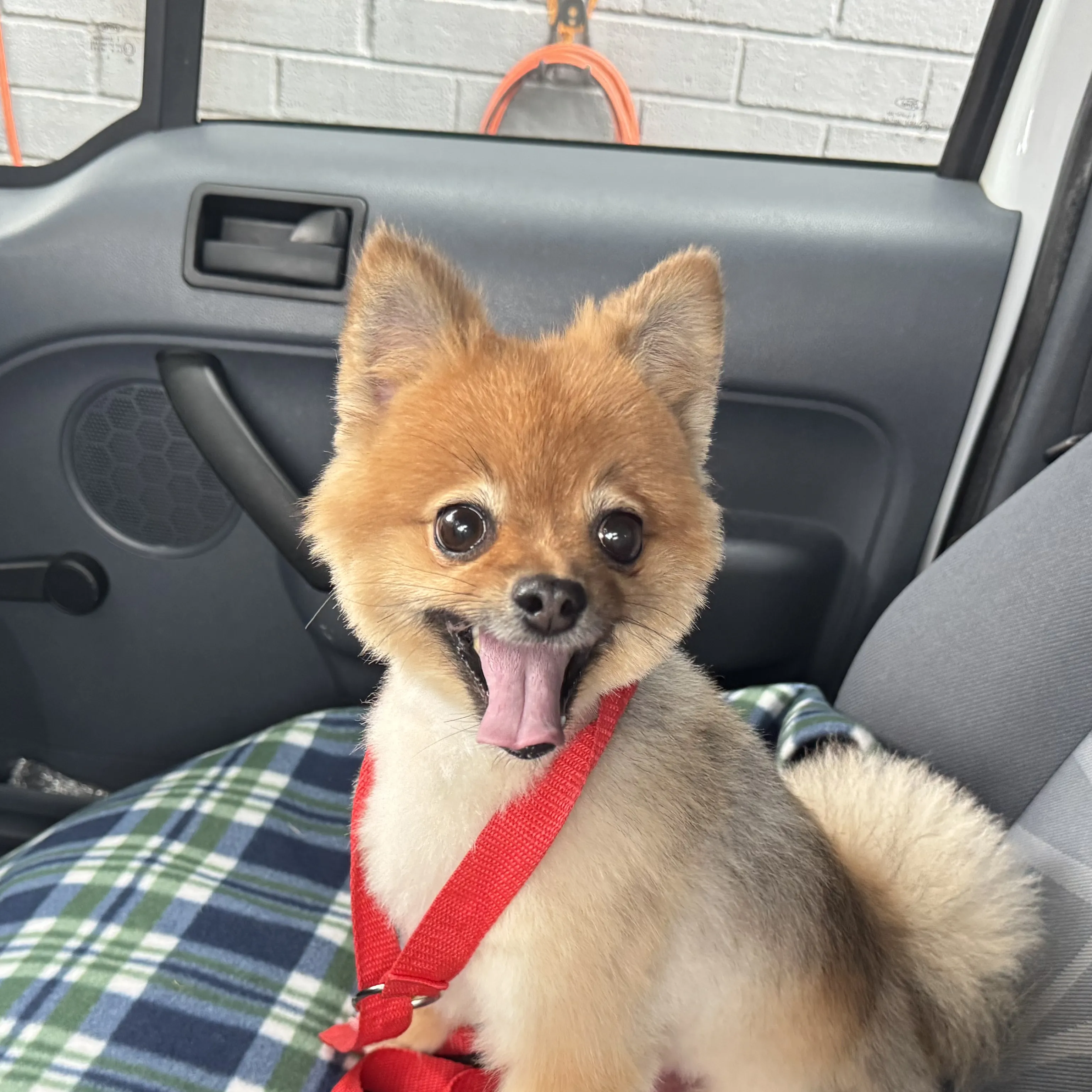 Dog